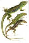 UNIDAD 5-  Reptiles