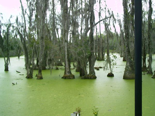 Bog Discovered! Bog Discovered!