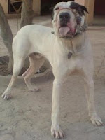 bully kutta