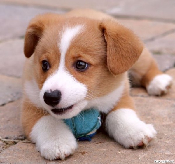 pics of cute puppies and dogs. very cute puppies pictures. pics of cute puppies and dogs.
