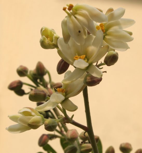 Konkani Foodie Drumstick (Mashingaa Saang/ Maska Saang/ Shevgyaa chya