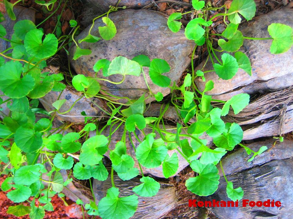 Indian Pennywort