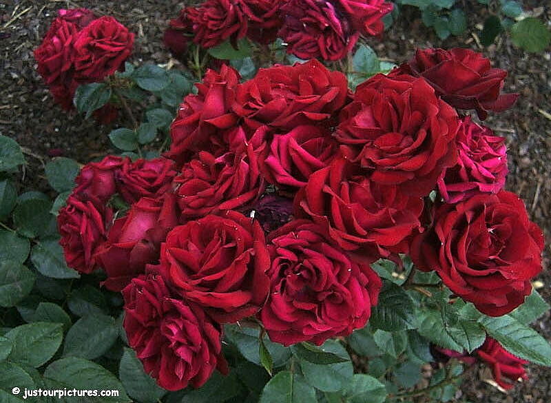 flowers roses red. Miss Strangeworth#39;s rose
