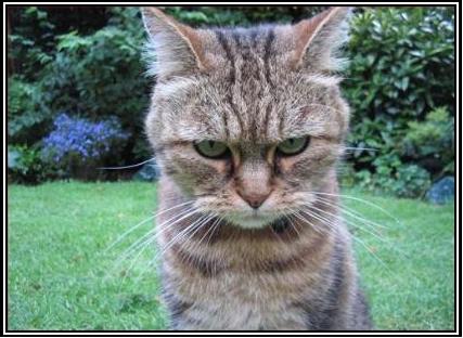 [funny-pictures-your-cat-is-angry-and-dangerous.jpg]