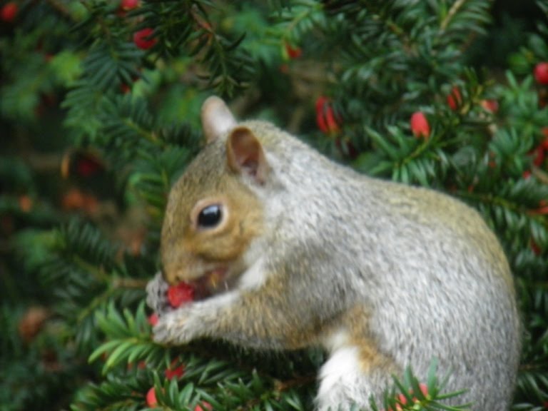 Is Yew Tree Poisonous To Animals at Christine Medina blog
