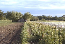 el elogio del silencio