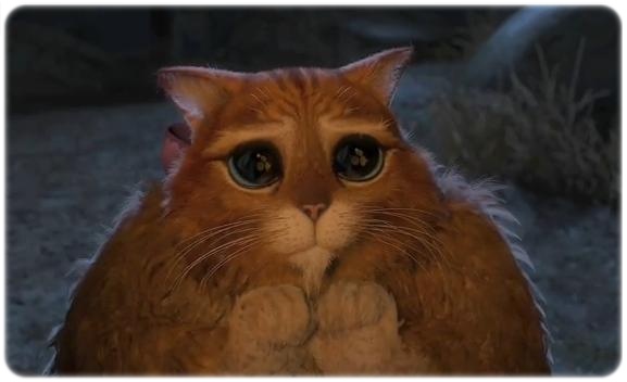GATO SHEREK gato sherek: