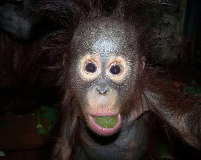 [Baby+orangutan.jpg]