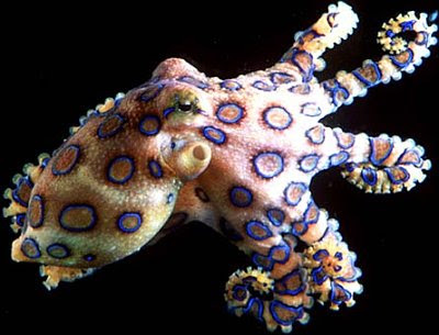 الاسماك الاكثر دمويه في العالم Blue+ringed+octopus