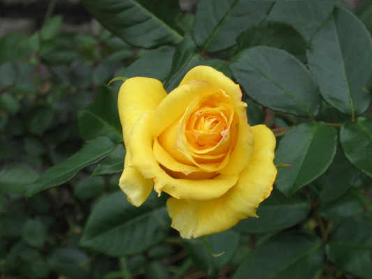 [IMG_0189_1_4_1.JPG]