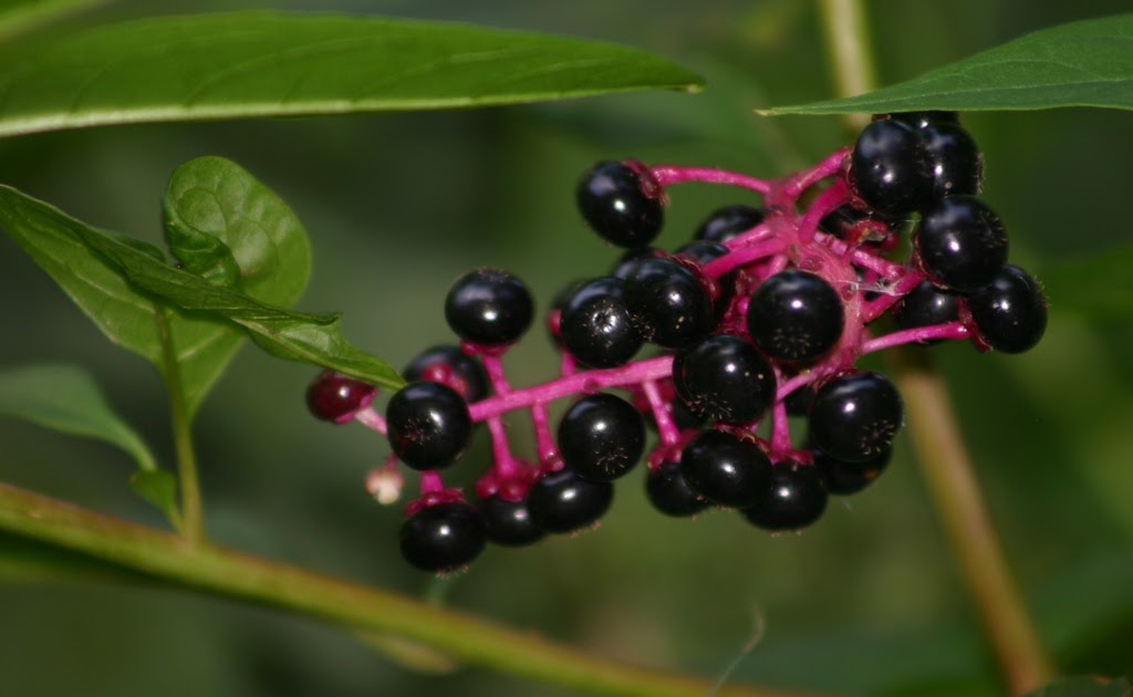 ChangingTimes: Pokeberry