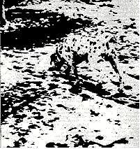 Eye tricks: Where is the dog Eye tricks: Where is the dog