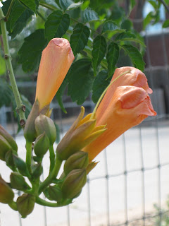 Blossoms on the trumpet vine