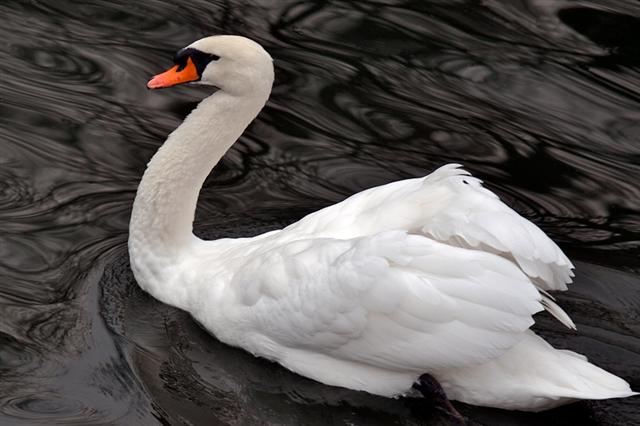 Small Swan