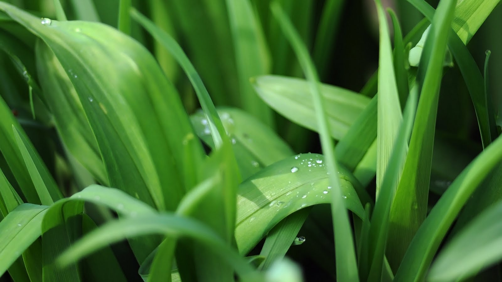 http://4.bp.blogspot.com/_0fvCOMn2z78/TGJq0WEKo_I/AAAAAAAAD_0/bWVCkGY56-8/s1600/Wallpaper.%252BGreen%252BGrass.jpg