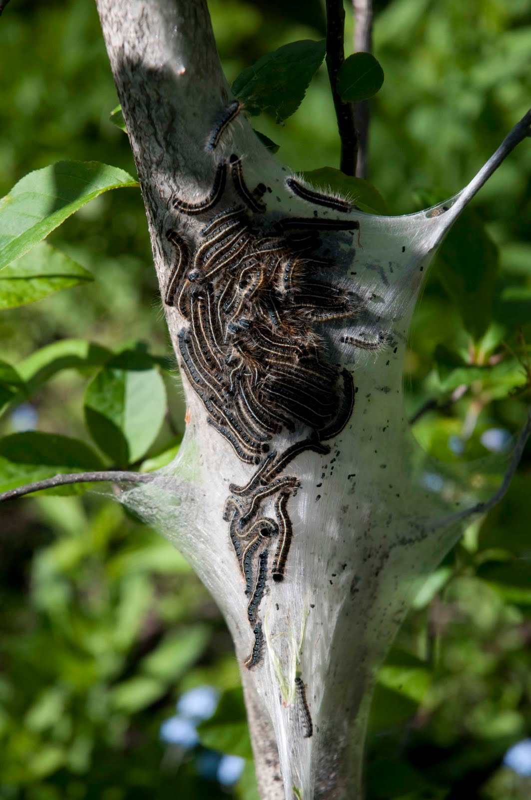 And it starts with a k Eastern Tent Caterpillar nest in my backyard
