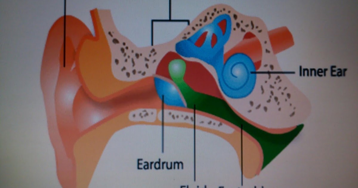 My Little Chiqlits Our Ears and Grommet