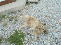 Hajde, our faithful stray dog in Mitrovica parking lot.