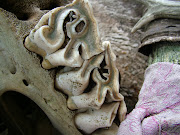 Teeth of Rhino