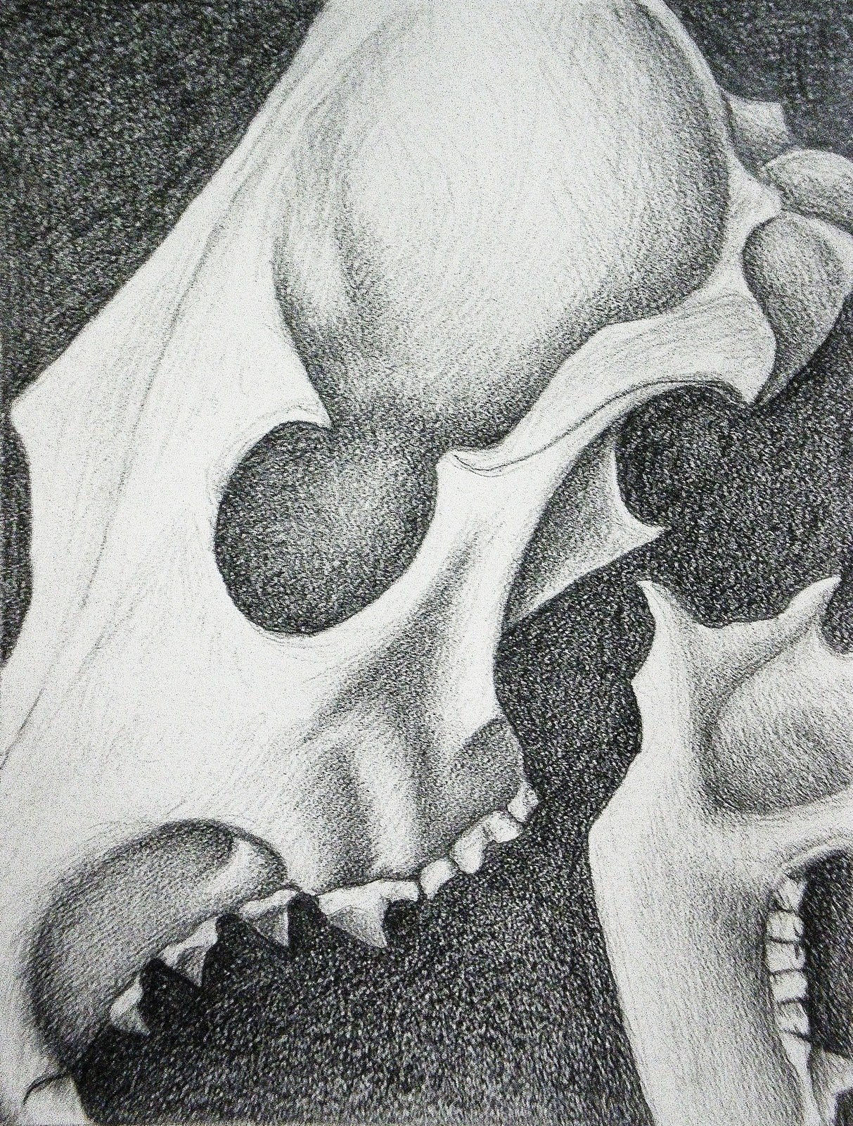 Coyote Skull Anatomy