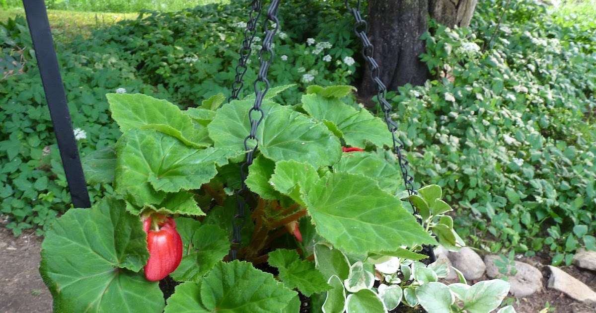 Hill Shepherd Tuberous Begonias