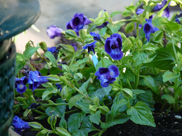 Hill Shepherd Torenia fournieri , Bluewings or Wishbone Flowers