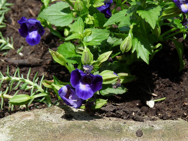 Download Hill Shepherd Torenia Fournieri Bluewings Or Wishbone Flowers HD Wallpaper Hill Shepherd Torenia Fournieri Bluewings Or Wishbone Flowers Desktop Wallpaper Free