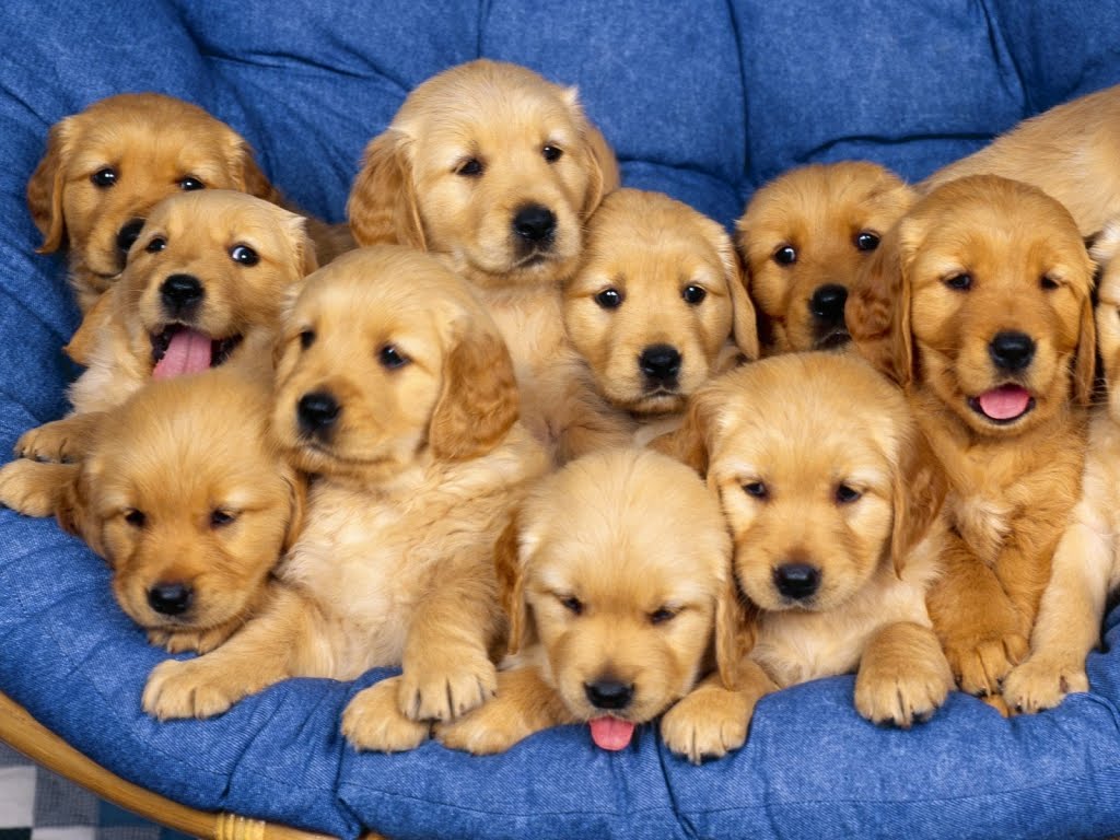 http://4.bp.blogspot.com/_0jYjTmIbHAM/TTodV4TU3GI/AAAAAAAADB0/As4GqtlkQvU/s1600/cuccioli-cane-sfondi-desktop-wallpapers.jpeg