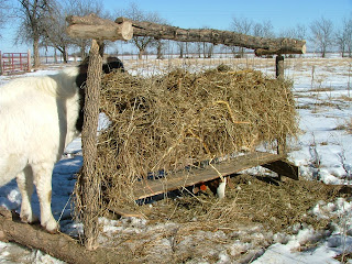 Steven's Hay Feeder