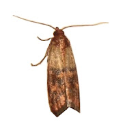 Pantry Moth adult