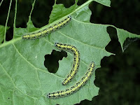 White Butterfly Caterpillars