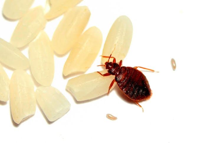 The Pest Advice: BBC Reports World on Threshold of Bed ...