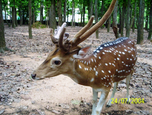 Deer Park, near Shantiniketan, July 2004