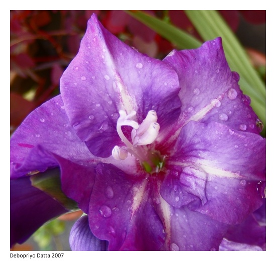 Close-up of a gladiolus flower