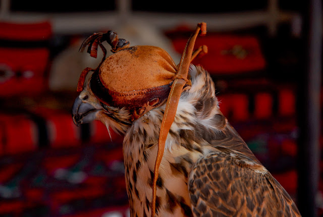 Falcons in Saudi Arabia