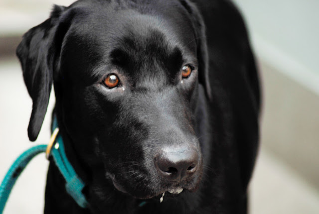 Ringo @ 1 year and 8 months. Still has 90% of his puppy characteristics. Ringo listens to some commands when he feels like. The rest of the times, he does what he pleases and manages to drive both my mother and my wife nuts.