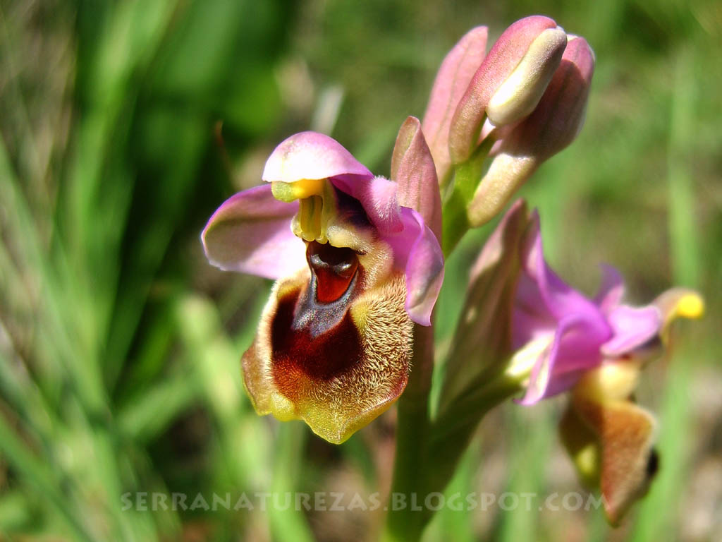 [Ophrys_apifera22_02_08.jpg]