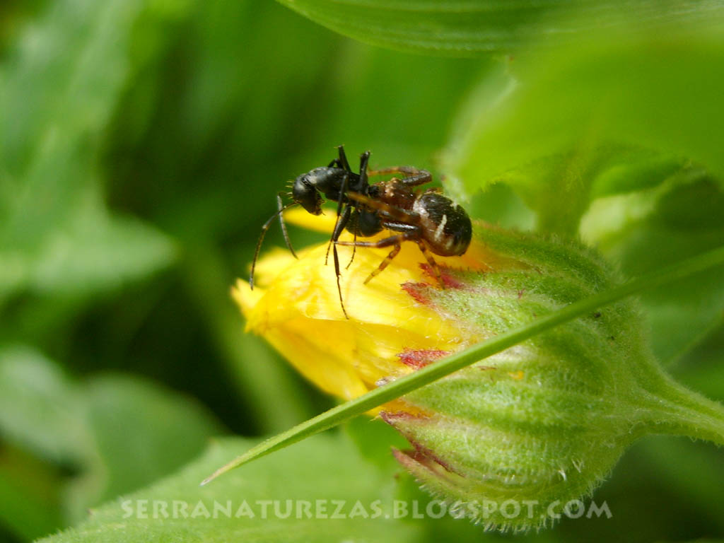 [aranha_a_comer_formiga.jpg]