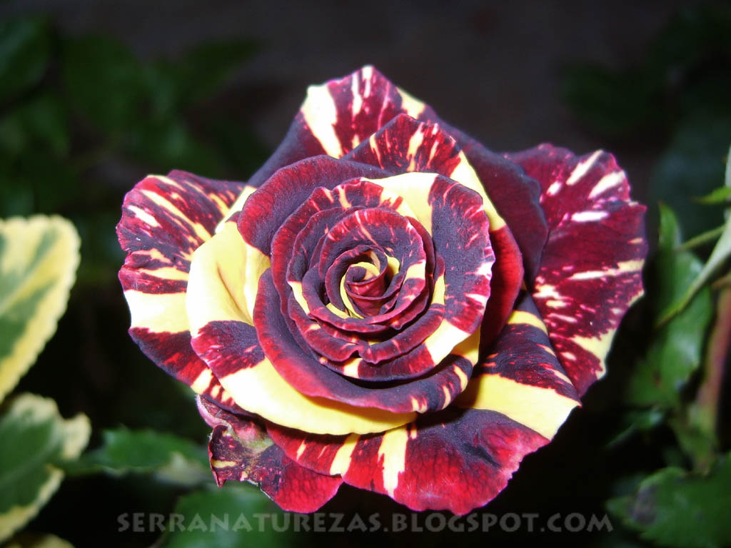[rosa01.jpg]