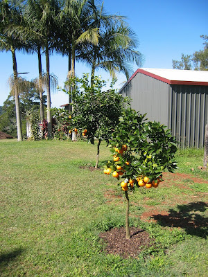 blood orange tree