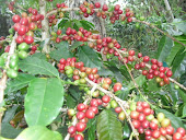 KOPI ROBUSTA ORGANIK