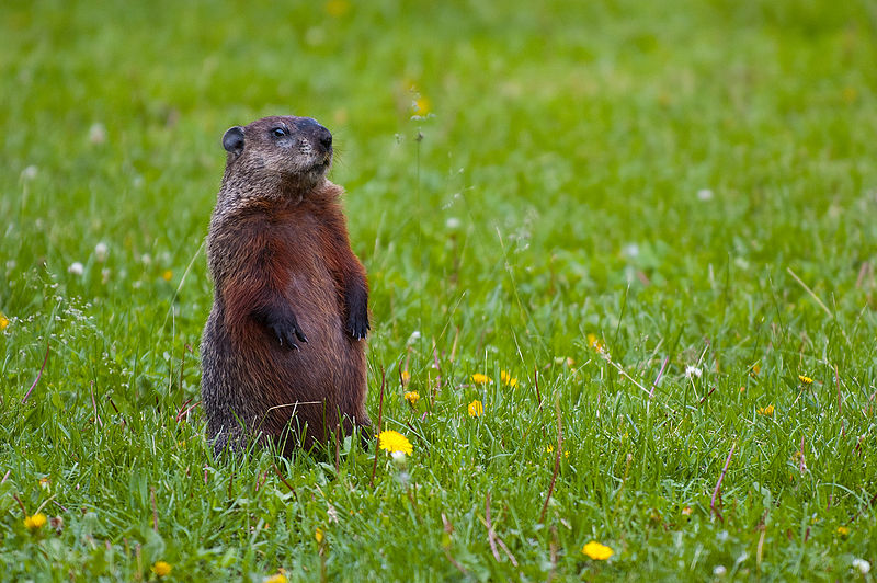 The Best Animal Stories What is a Groundhog?