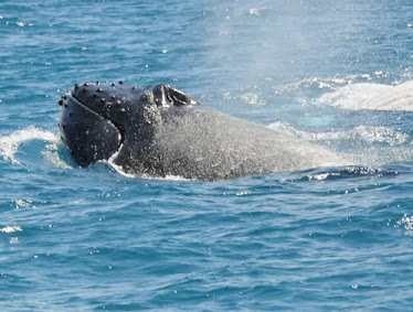 Humpback Whale, spyhopping