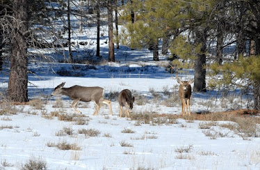 Mule Deer