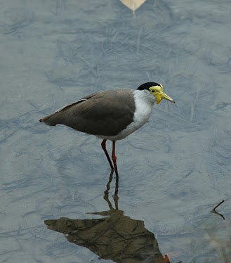 Masked Lapwing