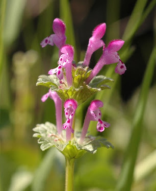 Lamium amplexicaule