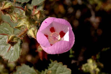 Desert Five-Spot, Eremalche rotundifolia