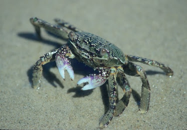 Small Crab