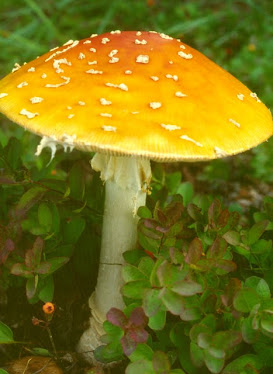 Angel of Death Mushroom, Amanita muscaria