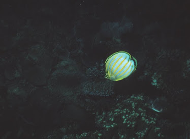 Ornate Butterflyfish